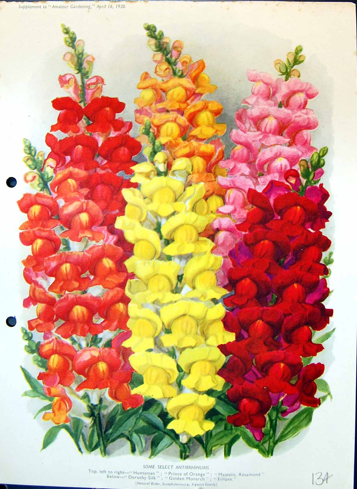 Old Antirrhinums Huntsman Prince Orange Rosamond Monarch Colour Flowe