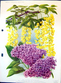 Original Old Antique Print Colour Flowers Lilac Laburnum Vossi Olive Family