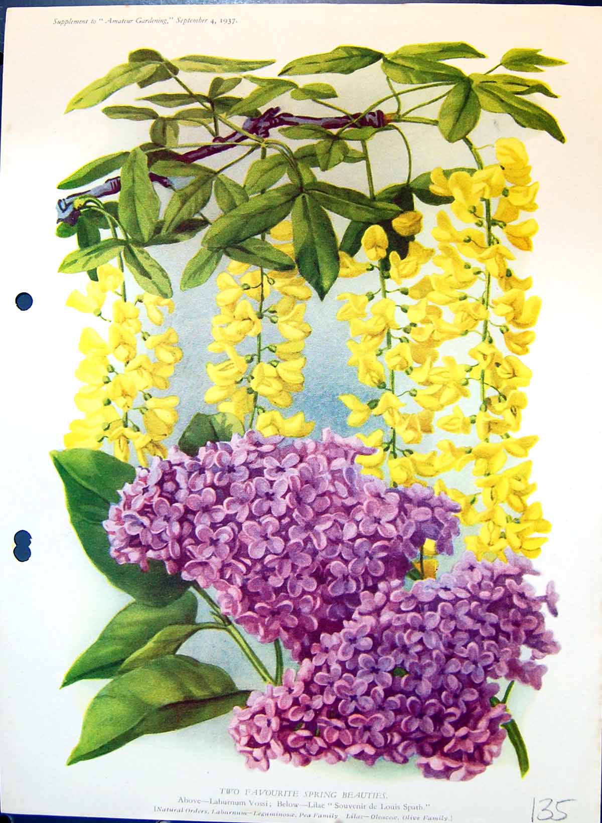 Original Old Antique Print Colour Flowers Lilac Laburnum Vossi Olive Family
