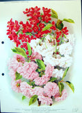 Old Flowering Trees Rose Family Kanzan Japanese Cherries Colour Flowe