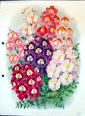 Antique Old Print Schizanthus Dr. Badgers Strain Potato Family Colour Flowers