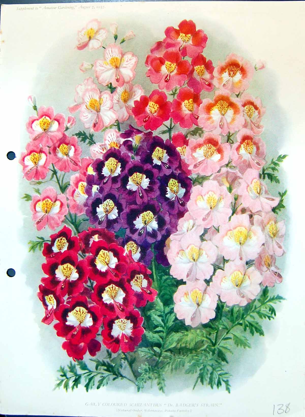 Antique Old Print Schizanthus Dr. Badgers Strain Potato Family Colour Flowers