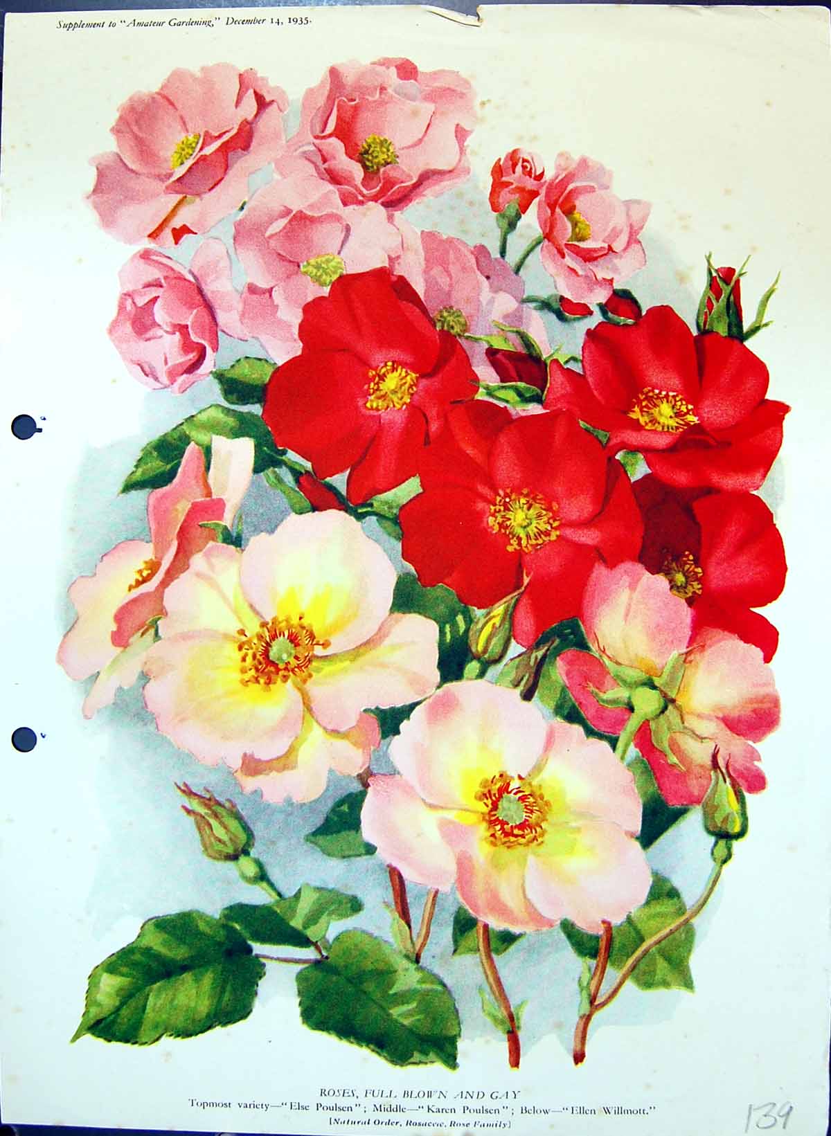 Original Old Antique Print Roses Full Blown Gay Poulsen Willmott Colour Flowers