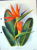 Old Strelitzia Reginae Bird Paradise Flower Banada Family Colour Flow