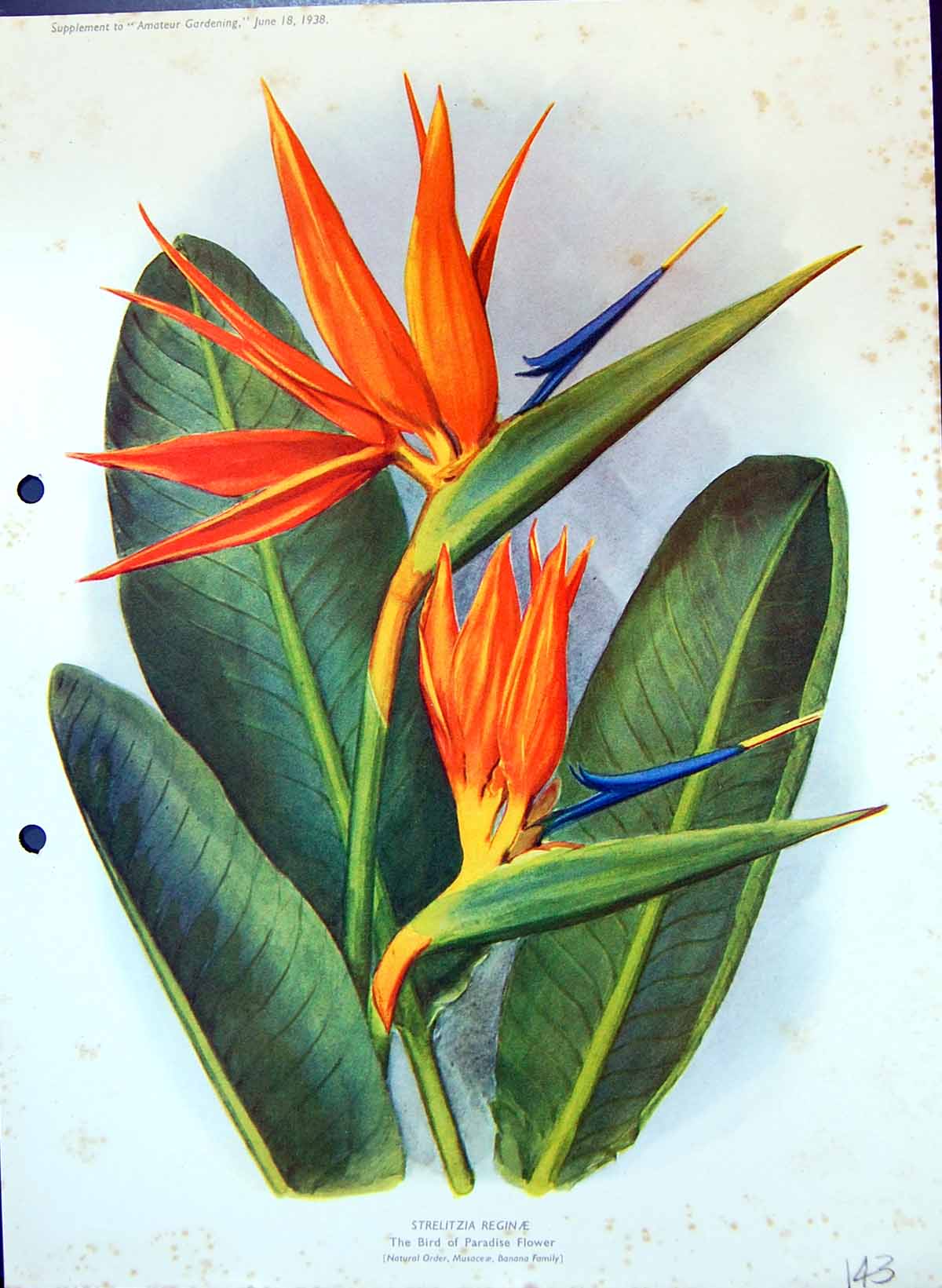 Old Strelitzia Reginae Bird Paradise Flower Banada Family Colour Flow