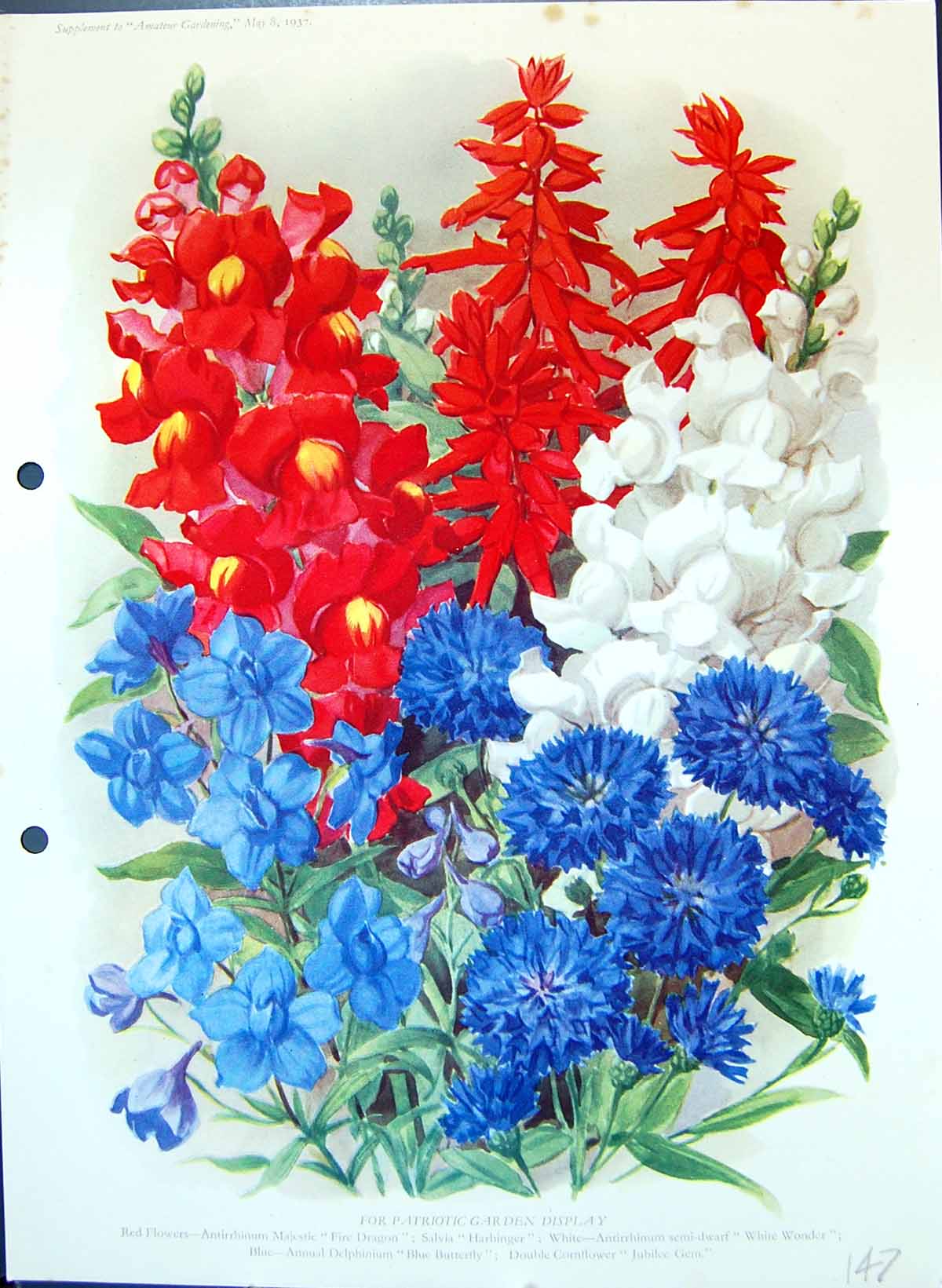 Old Print Fire Dragon Jubilee Gem White Wonder Delphinium Colour Flowers