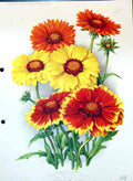 Old Gaillardias Tangerine Yellow Ipswich Beauty Daisy Colour Flowers