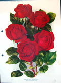 Old Antique Print Hybrid Tea Rose Madge Whipp Rose Family Colour Flowers