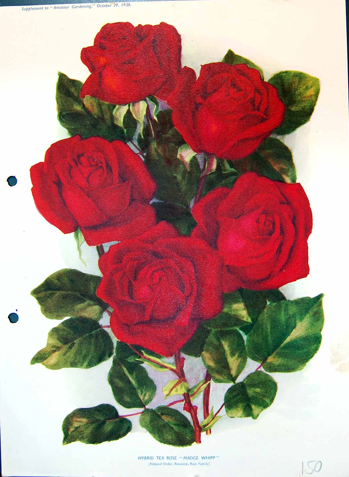 Old Antique Print Hybrid Tea Rose Madge Whipp Rose Family Colour Flowers