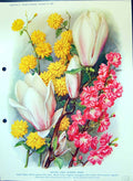 Antique Print Spring Flowering Shrubs Kerria Magnolia Family Colour Flowers