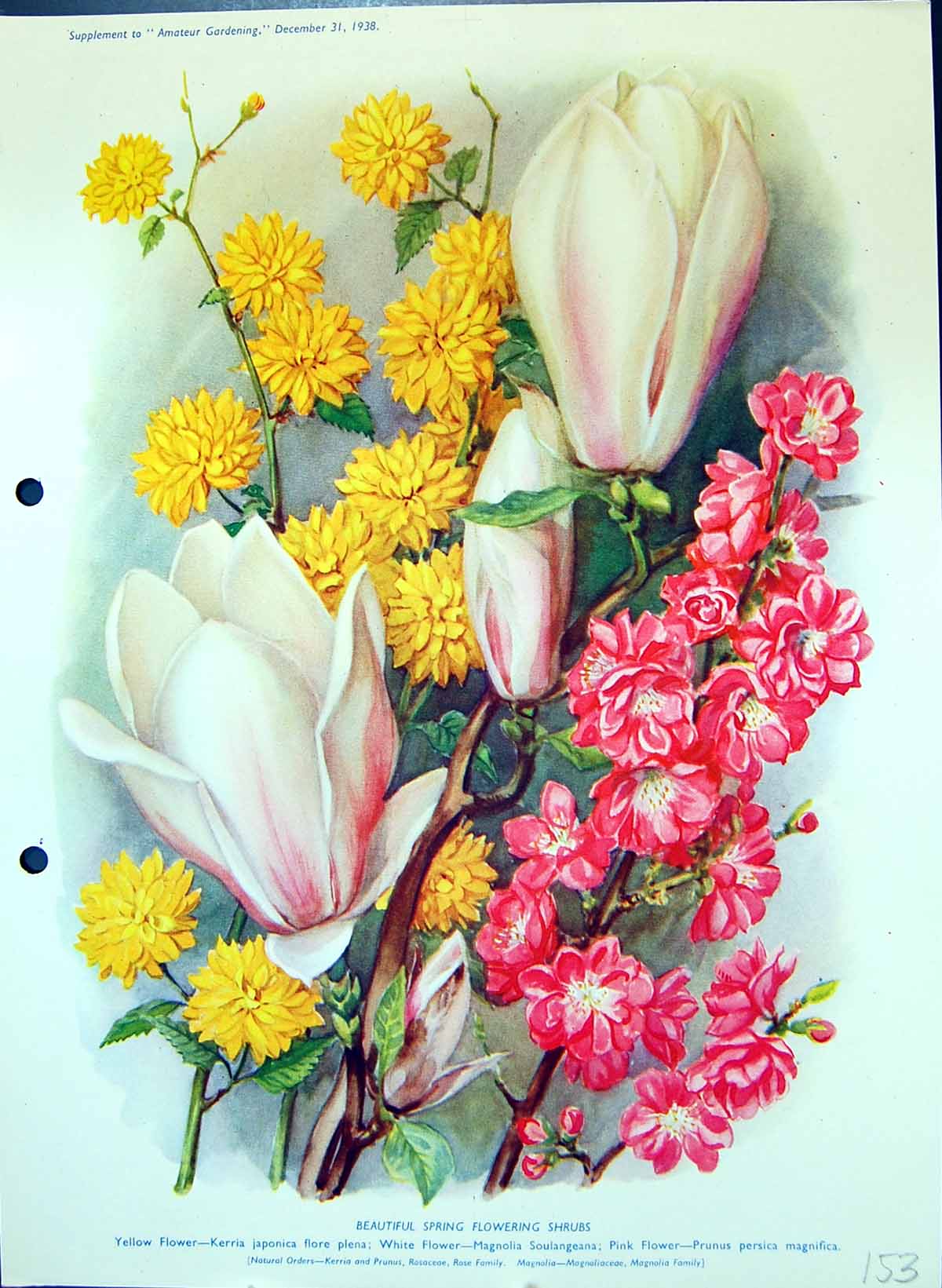 Antique Print Spring Flowering Shrubs Kerria Magnolia Family Colour Flowers