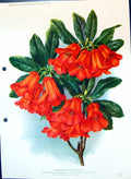 Old Antique Print Rhododendron Dichroanthum Heath Family Colour Flowers