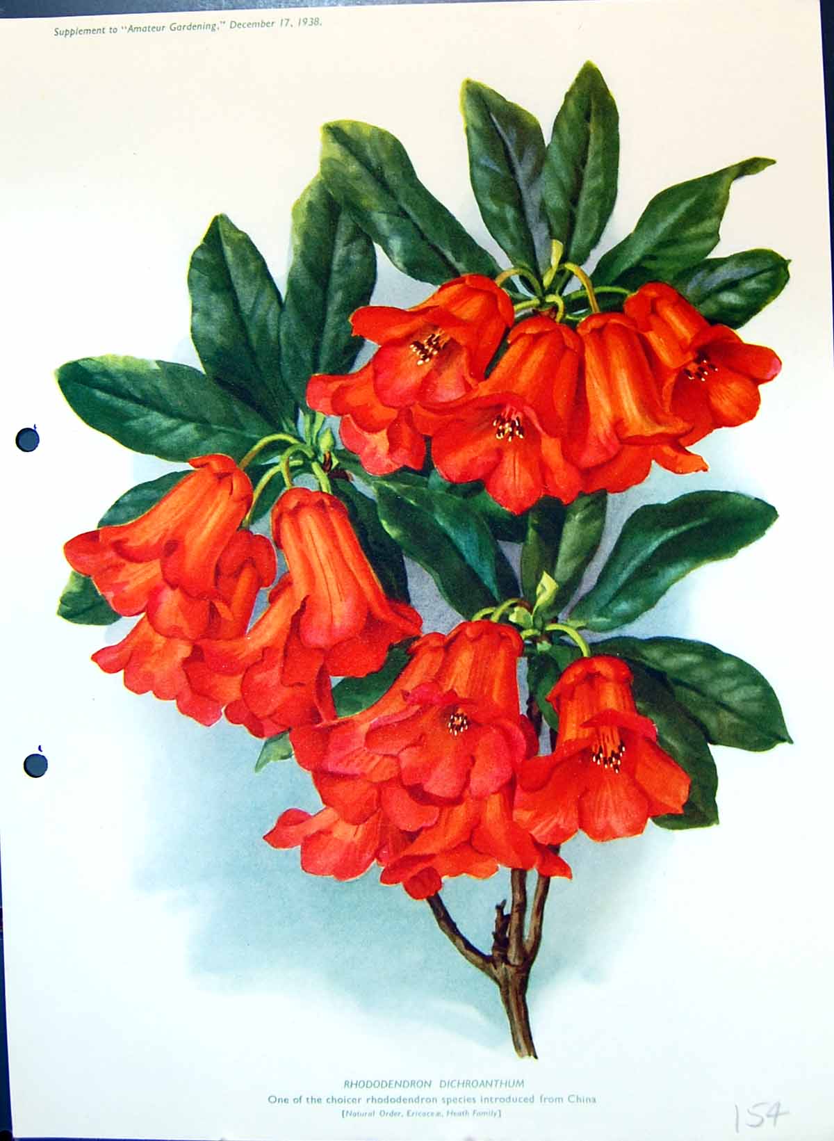 Old Antique Print Rhododendron Dichroanthum Heath Family Colour Flowers