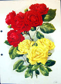 Original Old Antique Print Roses Blaze Gen Rambler Colour Flowers