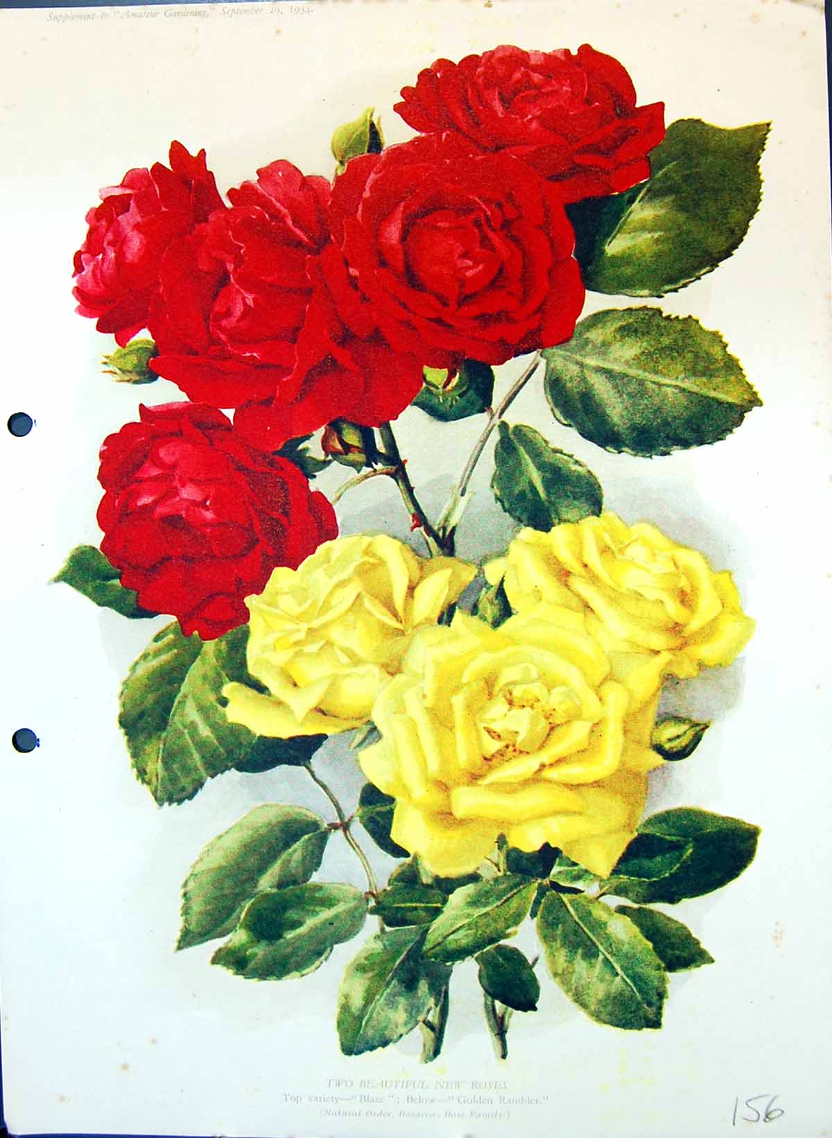 Original Old Antique Print Roses Blaze Gen Rambler Colour Flowers