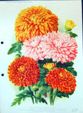 Old Flowering Chrysanthemums September Glory Phil Page Colour Flowers