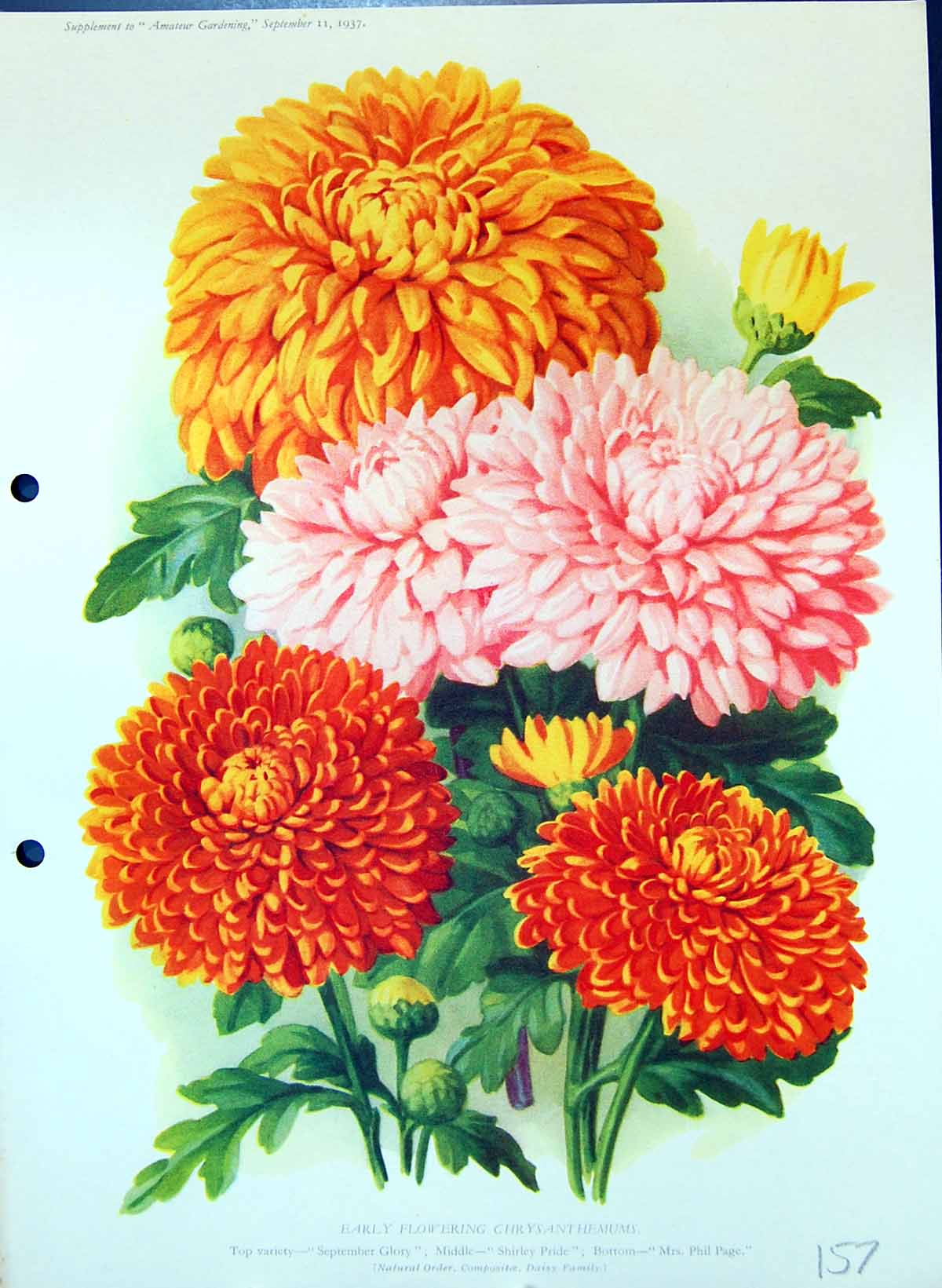 Old Flowering Chrysanthemums September Glory Phil Page Colour Flowers