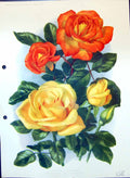 Original Old Antique Print Roses Irish Origin Sunset Sam Mcgredy Colour Flowers