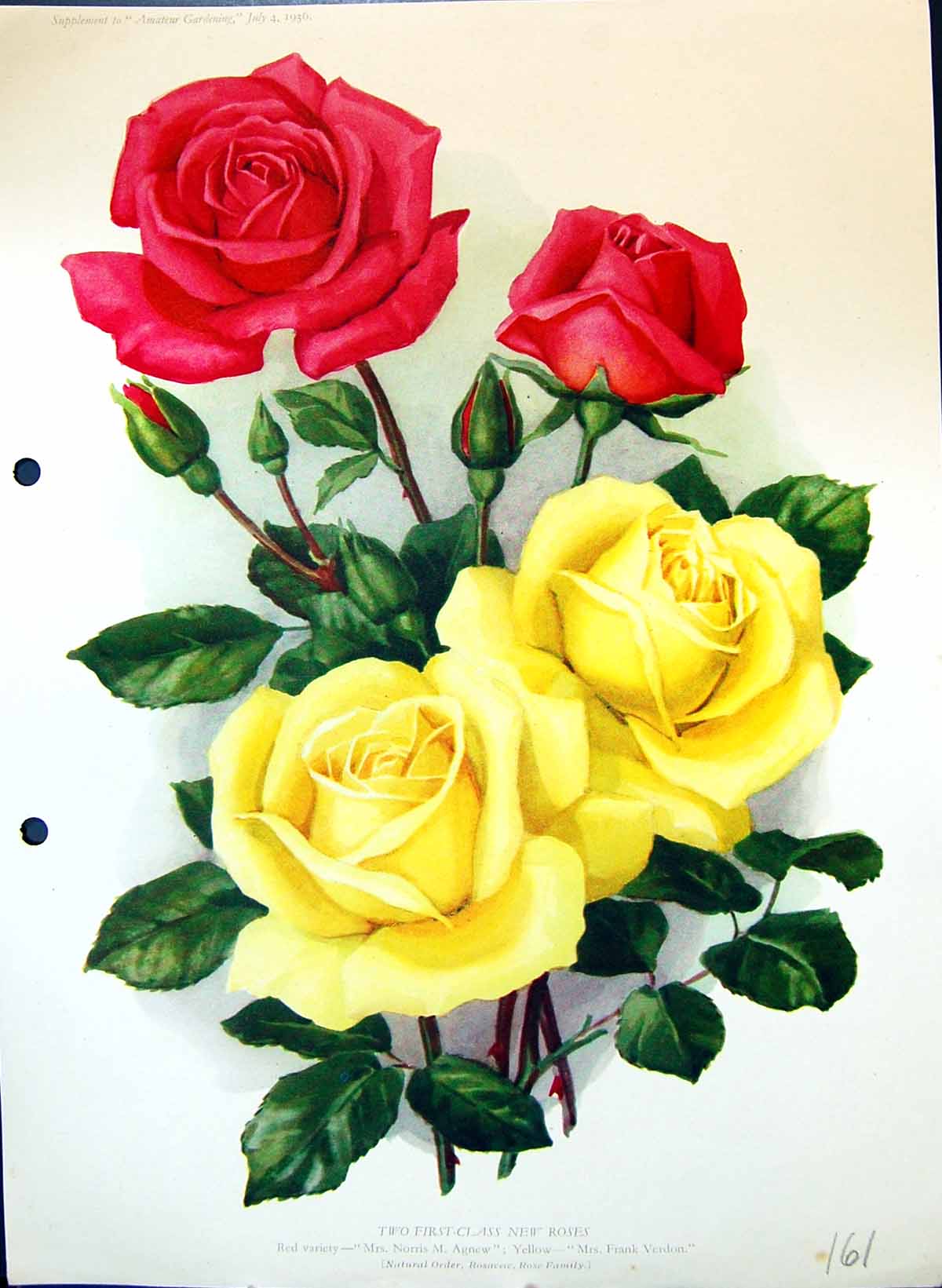Original Old Antique Print Roses Norris Agnew Frank Verdon Colour Flowers