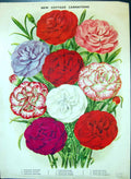Antique Old Print Cottage Carnations Rose Ruby Scarlet Fancy Colour Flowers