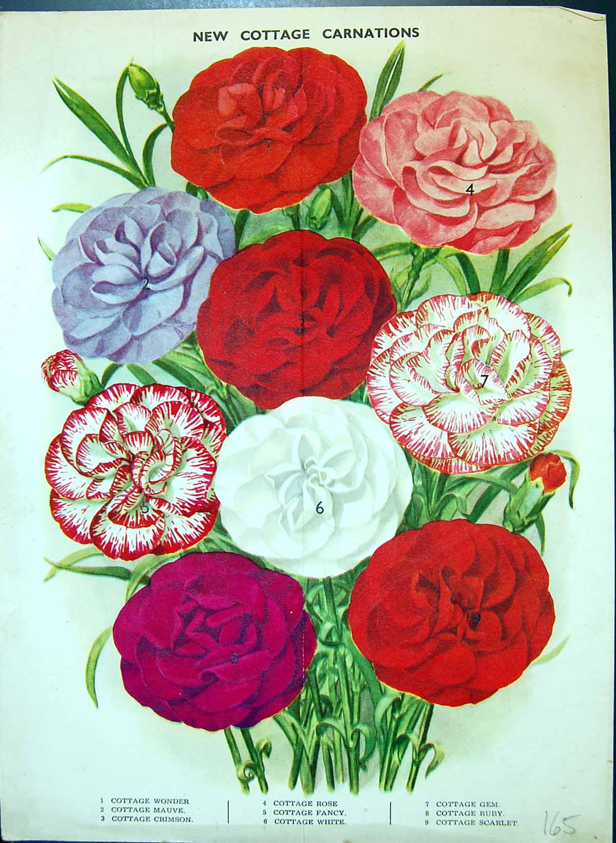 Antique Old Print Cottage Carnations Rose Ruby Scarlet Fancy Colour Flowers