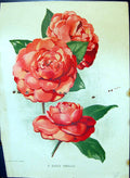 Original Old Antique Print Double Camellia Colour Flowers