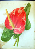 Original Old Antique Print Greenhouse Plant Colour Flowers