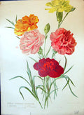 Old Winter Flowering Carnations Godfrey Mitdel Richard Ley Colour Flo