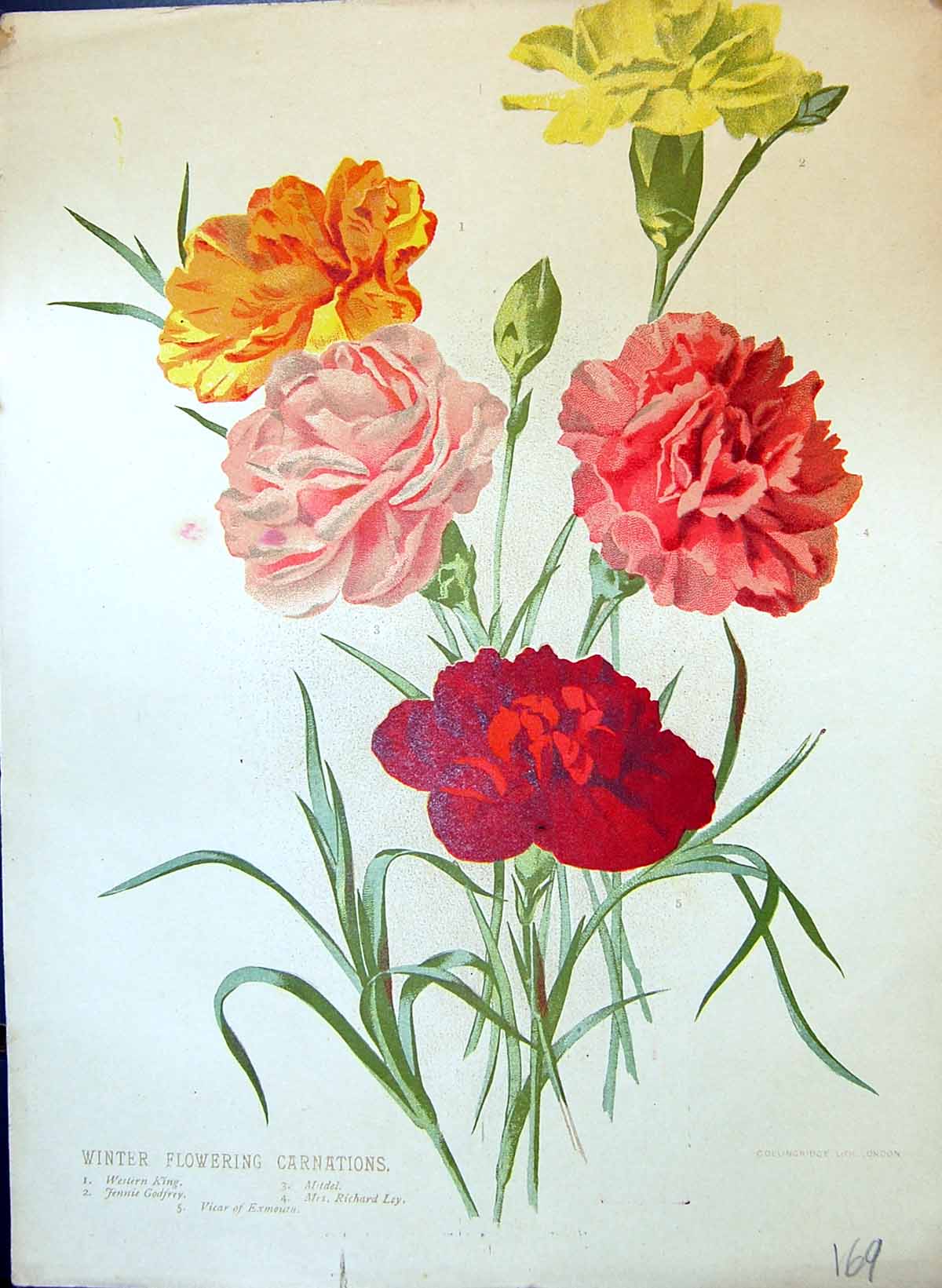 Old Winter Flowering Carnations Godfrey Mitdel Richard Ley Colour Flo