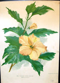 Original Old Antique Print Chinese Rose Mallow Colour Flowers