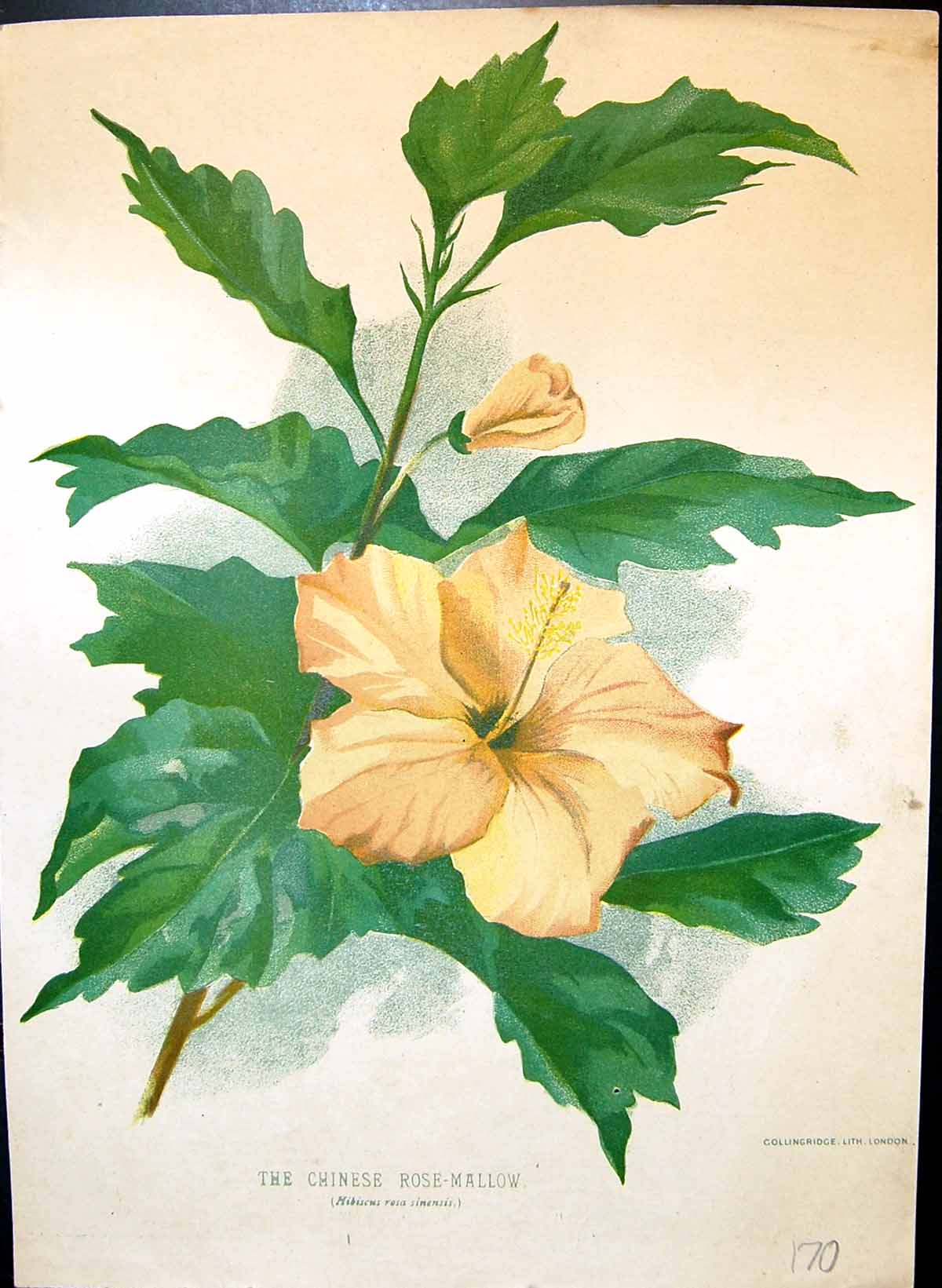 Original Old Antique Print Chinese Rose Mallow Colour Flowers