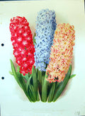 Old Antique Print Hyacinths Jan Bos Myosotis Orange Boven Colour Flowers