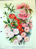 Antique Old Print Flowering Cherries Peach Quince Rose Family Colour Flowers