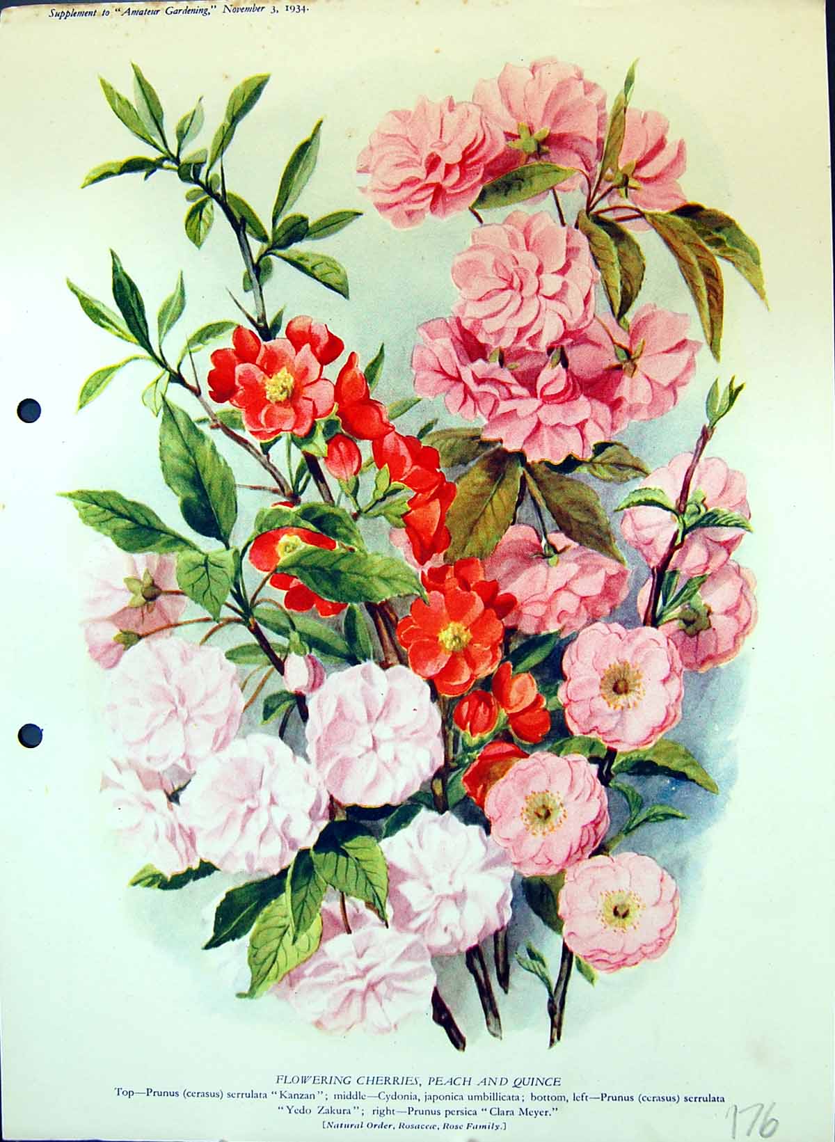 Antique Old Print Flowering Cherries Peach Quince Rose Family Colour Flowers