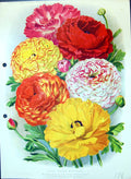 Old Antique Print Giant French Ranunculi Buttercup Family Colour Flowers 18th