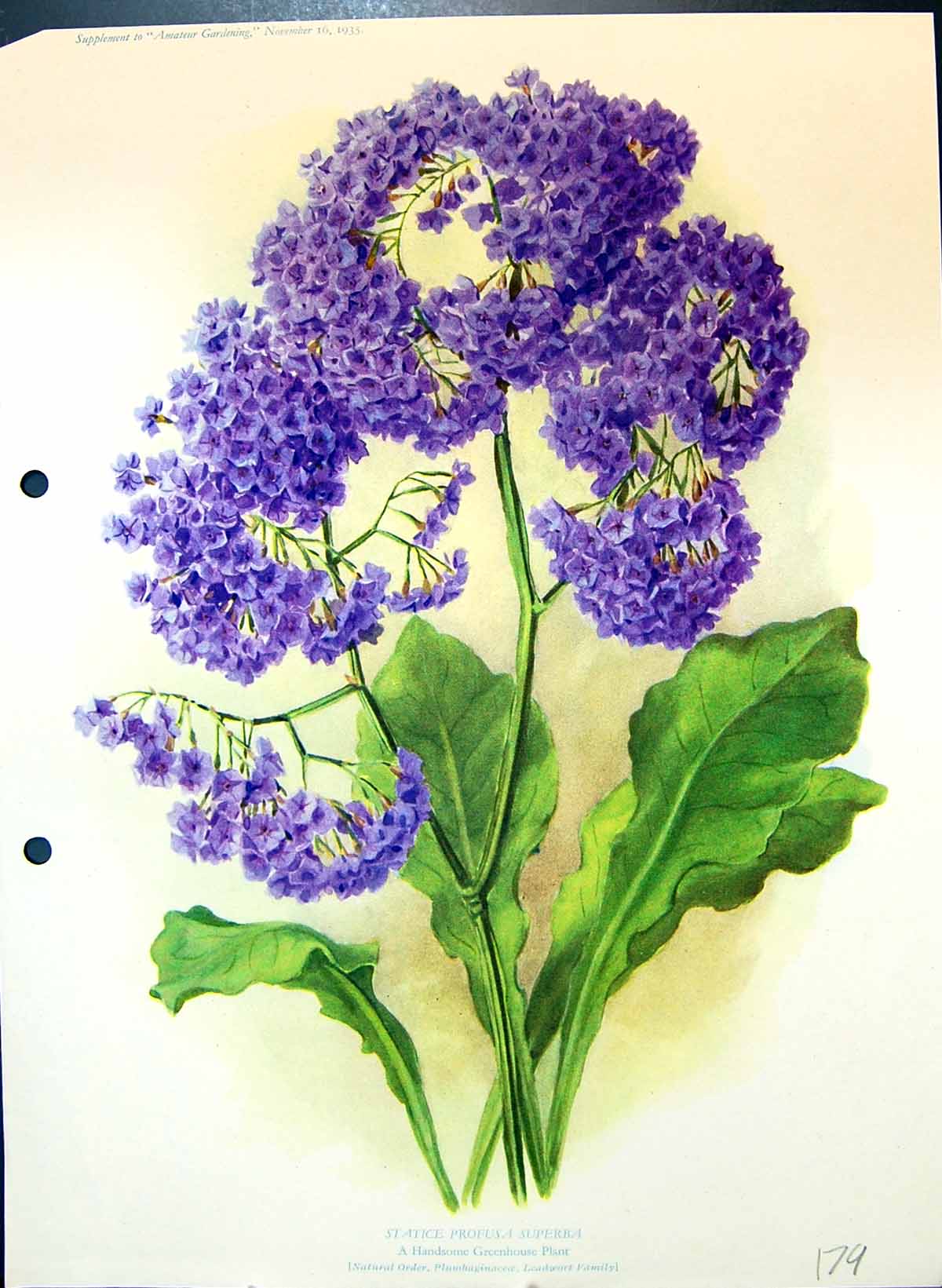Old Antique Print Statice Profusa Superba Leadwort Family Colour Flowers 18th