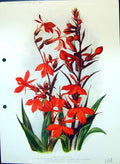 Original Old Antique Print Lobella Cardinalis Bellflower Family Colour Flowers