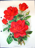 Original Old Antique Print Hybrid Tea Rose Edward Laxton Colour Flowers 19th