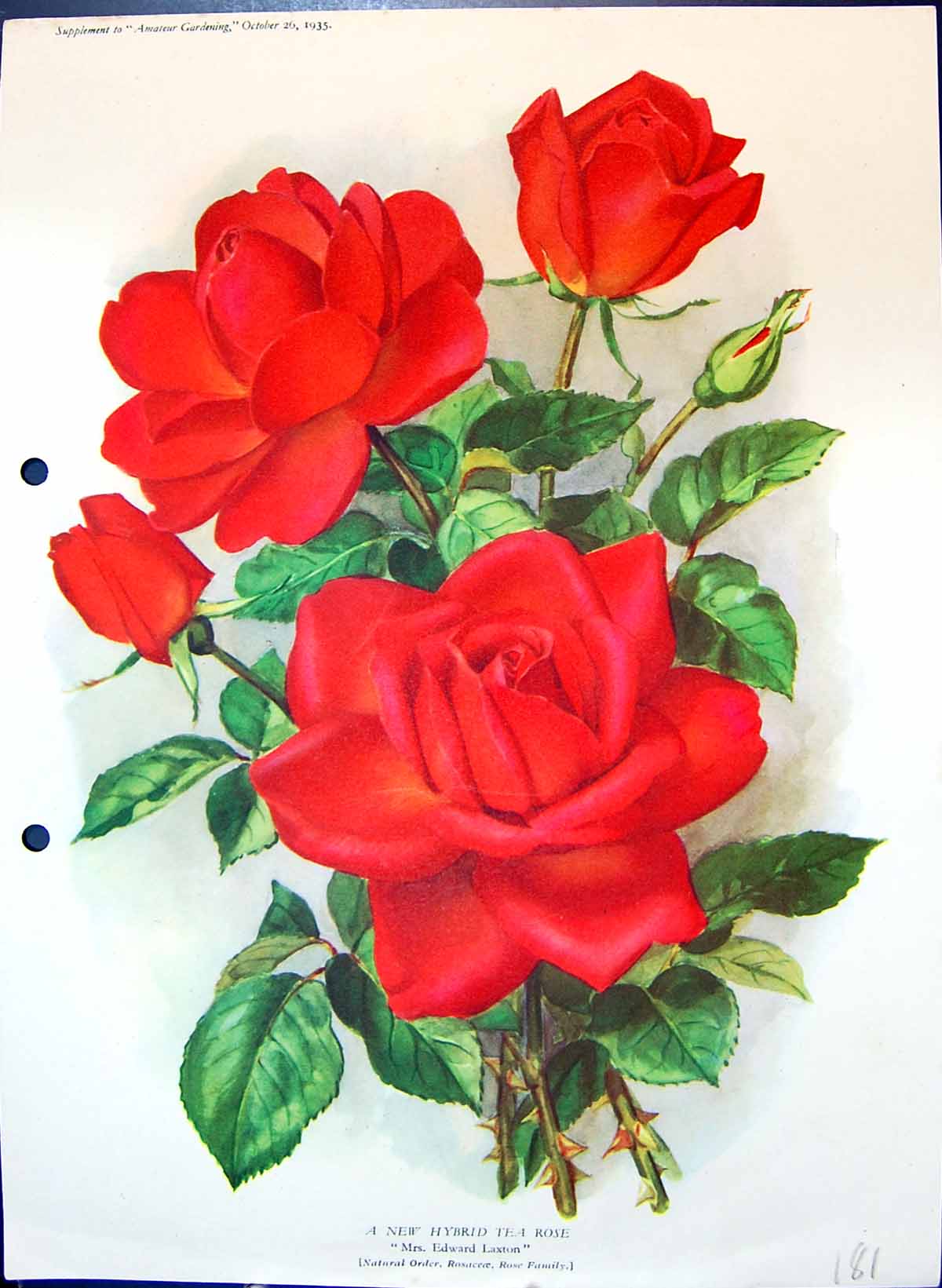 Original Old Antique Print Hybrid Tea Rose Edward Laxton Colour Flowers 19th