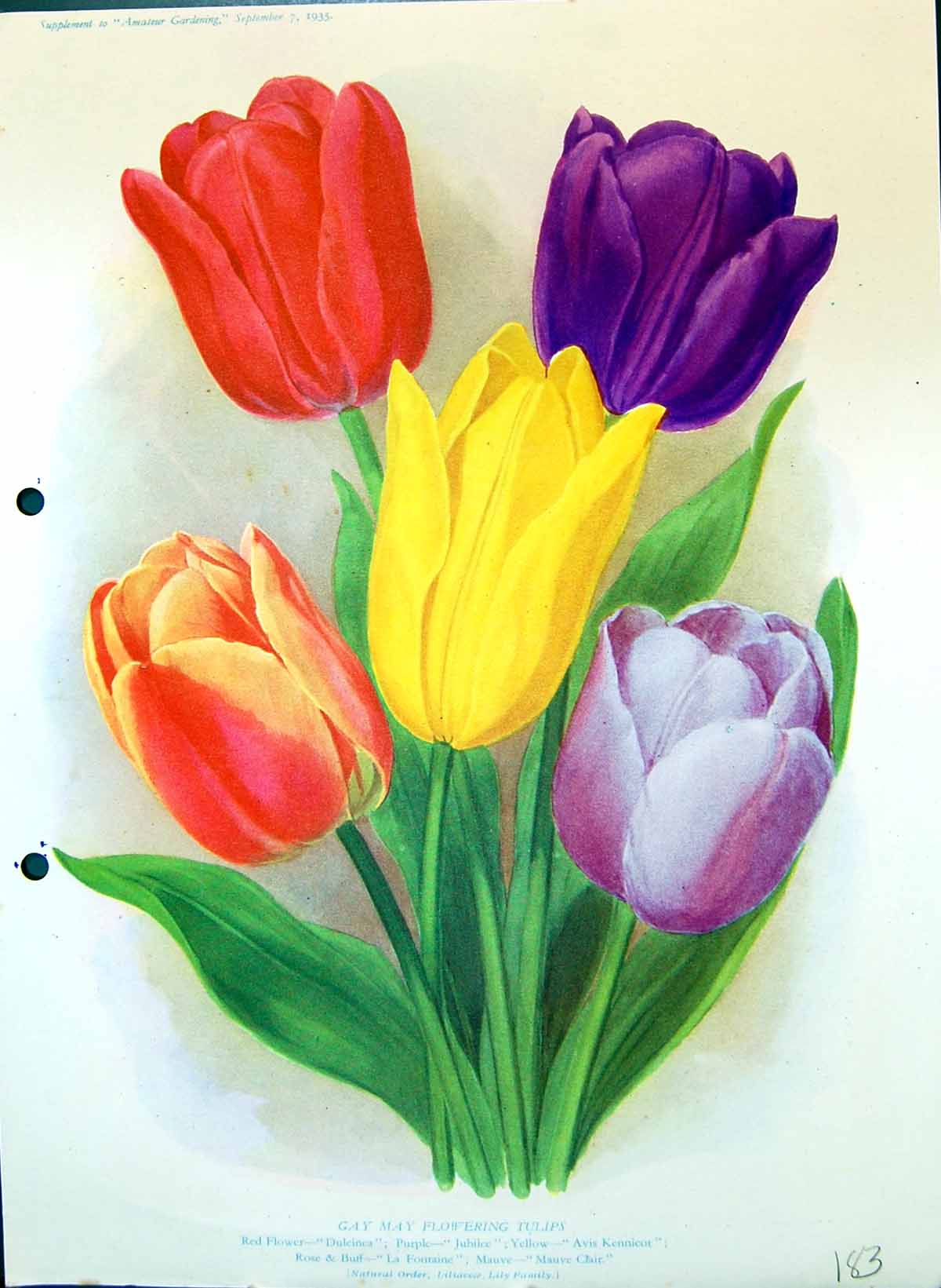 Old Gay May Flowering Tulips Dulcinea Jubilee Kennicot Colour Flowers 19th