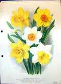 Antique Print Narcissi Warwick Grackle Duke Anjou Gen Song Colour Flowers 19th