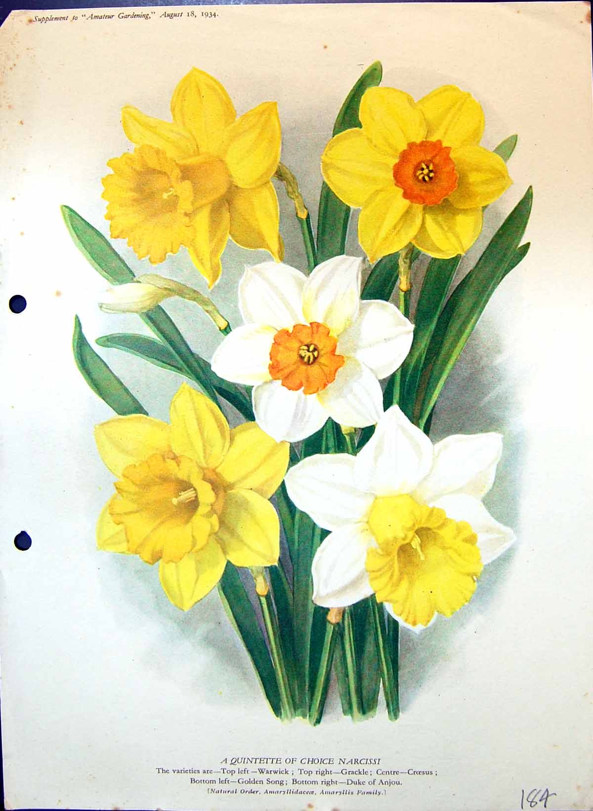 Antique Print Narcissi Warwick Grackle Duke Anjou Gen Song Colour Flowers 19th