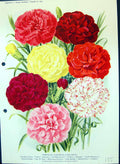 Old Carnations Vivian Kingcup Lady Hindlip Pain Sassoon Colour Flower Victorian