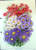Old Michaelmas Daisies Beechwood Challenger Ethel Bessie Colour Flowe Victorian
