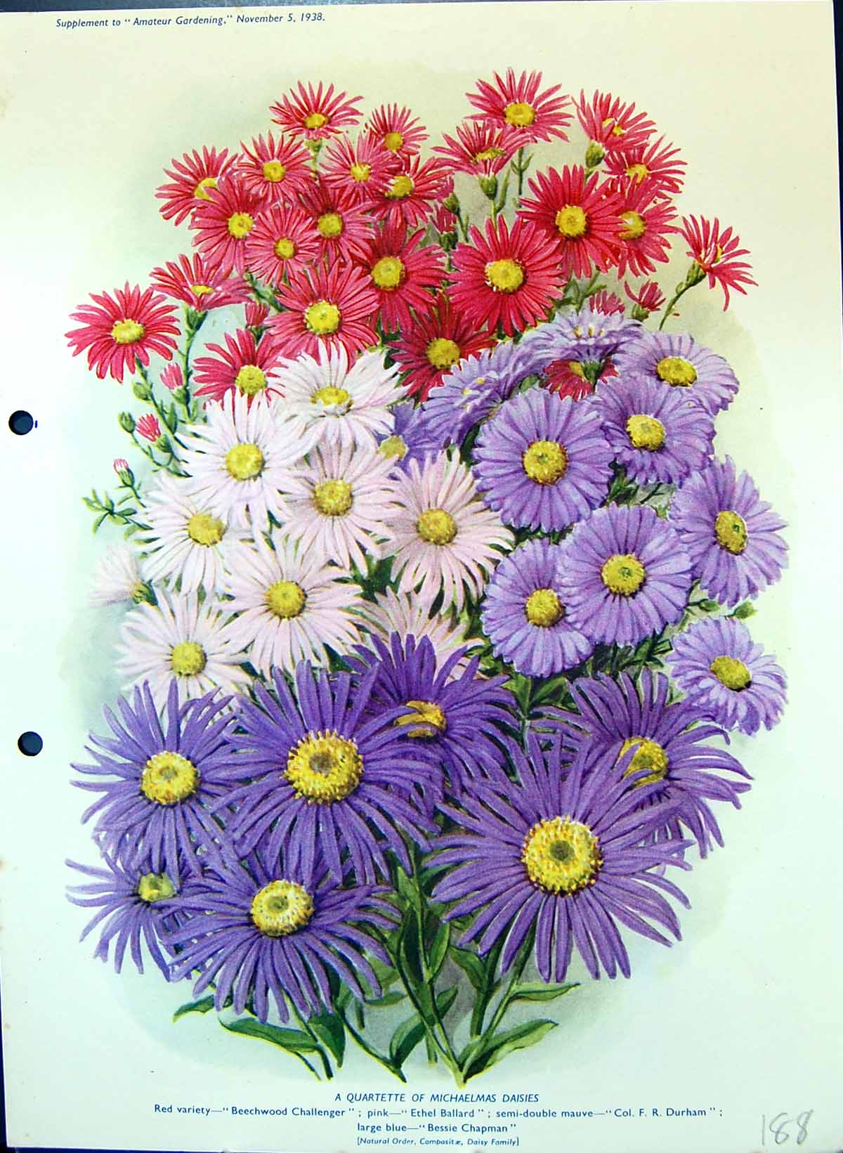 Old Michaelmas Daisies Beechwood Challenger Ethel Bessie Colour Flowe Victorian