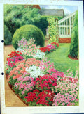 Old Antique Print Display Godetias Evening Primrose Family Colour Flowers
