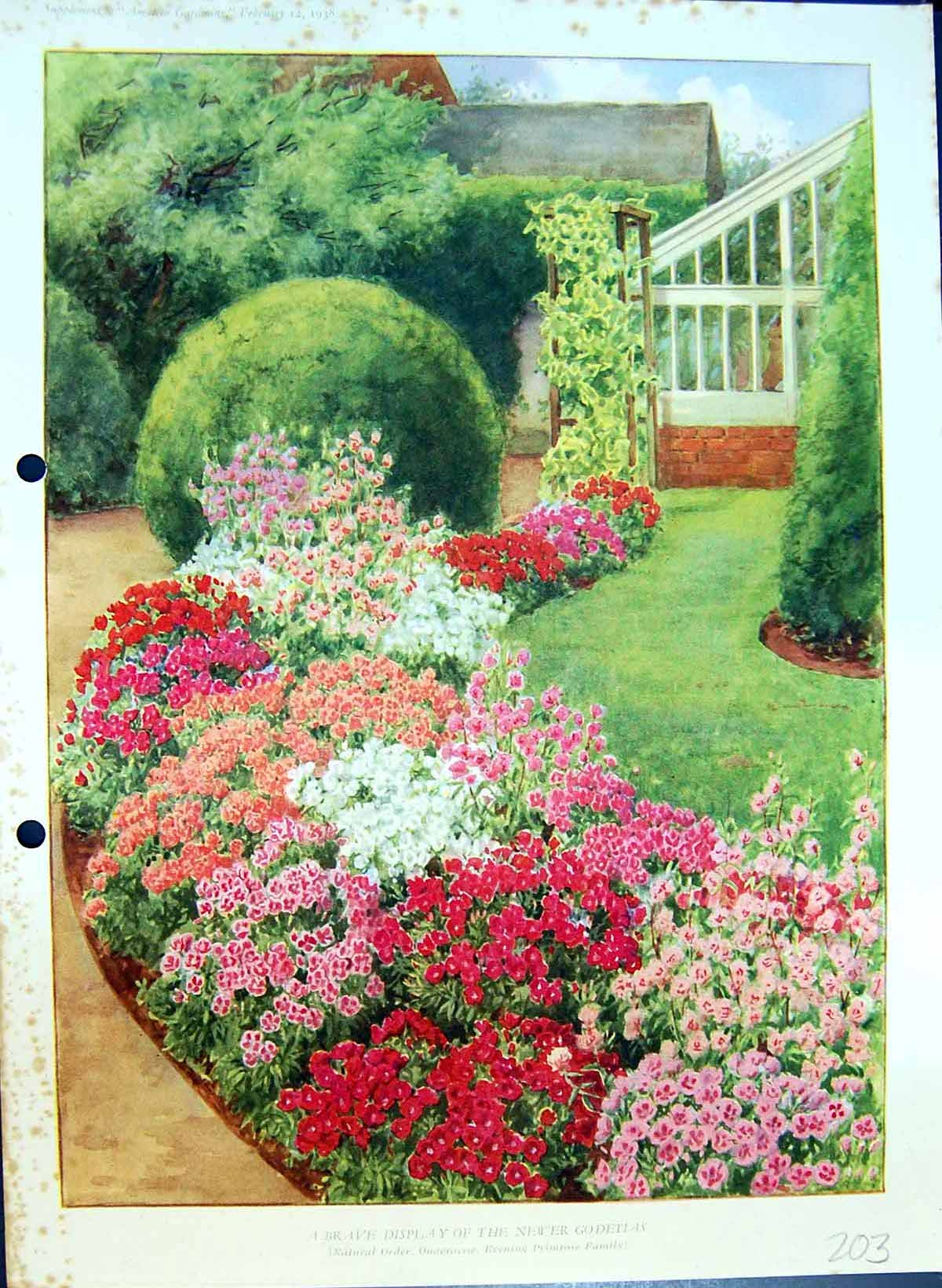 Old Antique Print Display Godetias Evening Primrose Family Colour Flowers