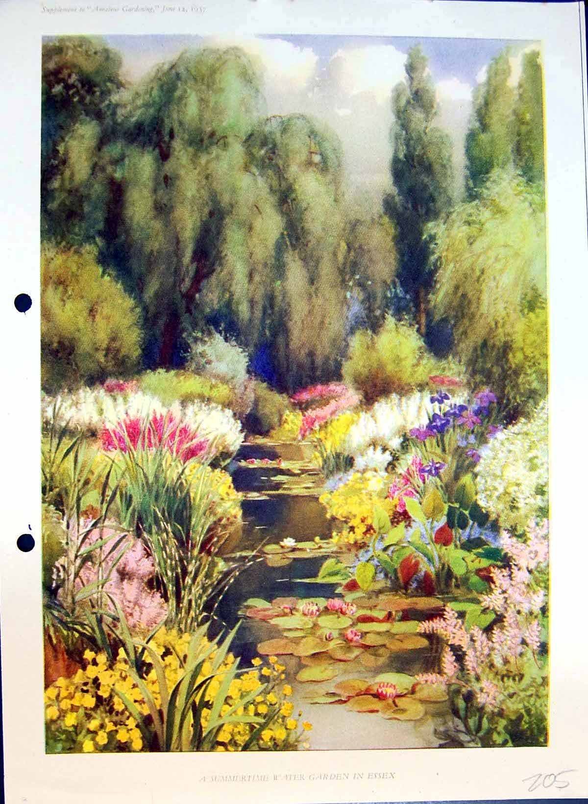Original Old Antique Print Summertime Water Garden Essex Colour Flowers
