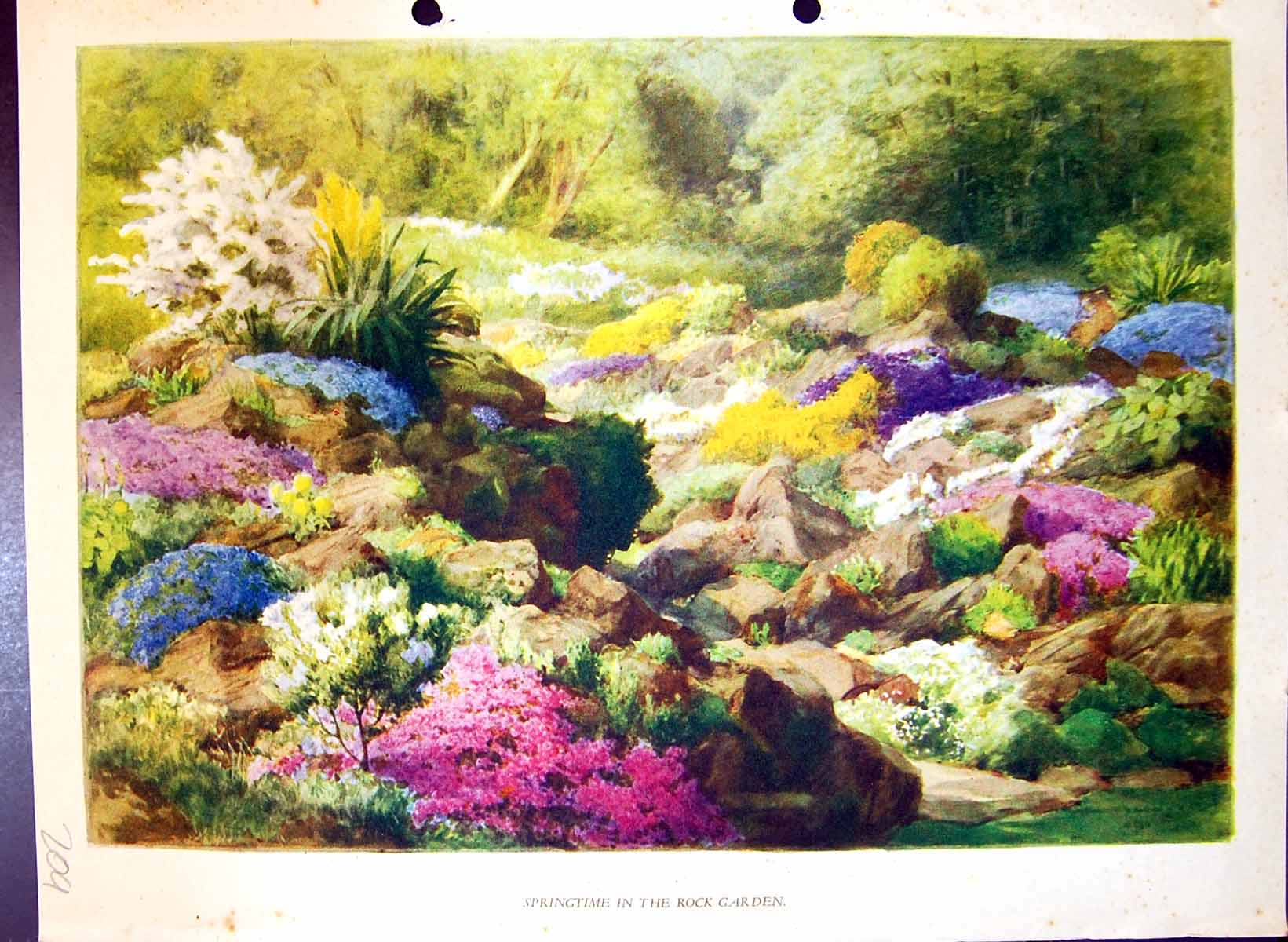 Original Old Antique Print Springtime Rock Garden Colour Flowers
