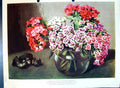 Old Print Sweet William Dianthus Barbatus Carnation Family Colour Flowers